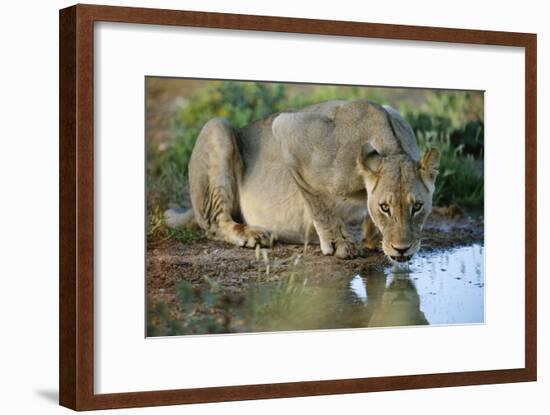 Lioness Drinking-Tony Camacho-Framed Photographic Print