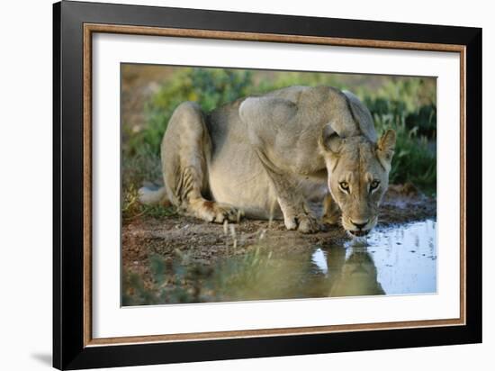 Lioness Drinking-Tony Camacho-Framed Photographic Print