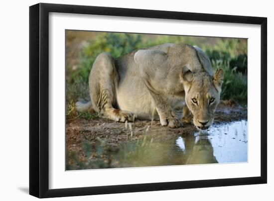 Lioness Drinking-Tony Camacho-Framed Photographic Print