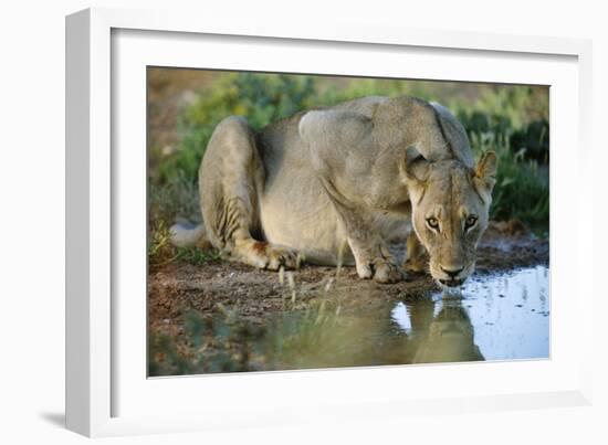 Lioness Drinking-Tony Camacho-Framed Photographic Print