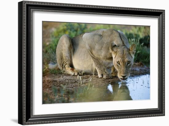 Lioness Drinking-Tony Camacho-Framed Photographic Print