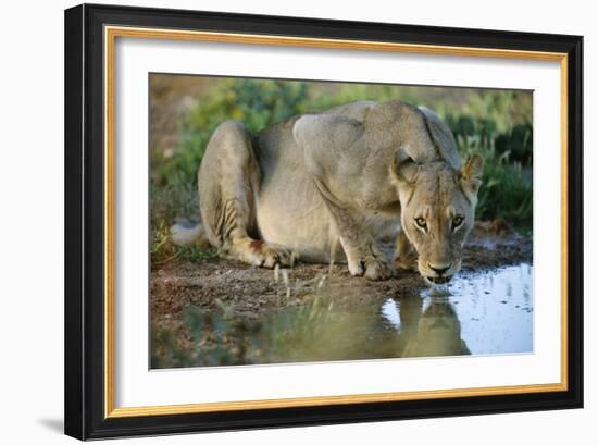 Lioness Drinking-Tony Camacho-Framed Photographic Print