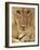 Lioness Eating a Turtle-Joe McDonald-Framed Photographic Print