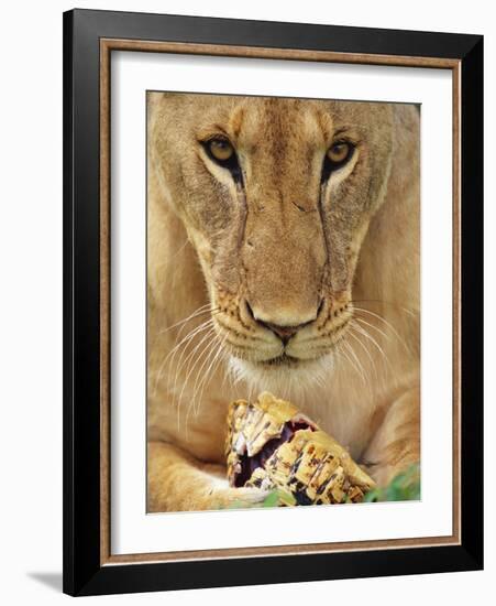 Lioness Eating a Turtle-Joe McDonald-Framed Photographic Print