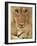 Lioness Eating a Turtle-Joe McDonald-Framed Photographic Print