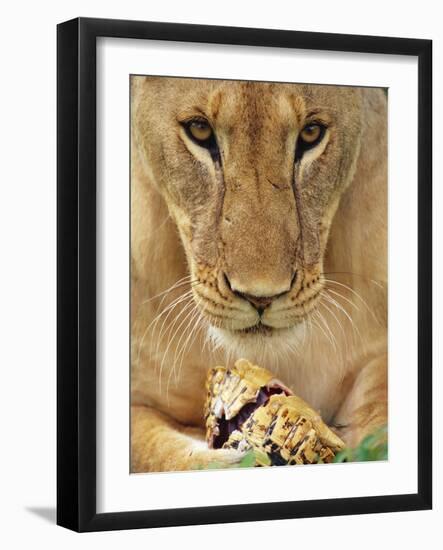 Lioness Eating a Turtle-Joe McDonald-Framed Photographic Print