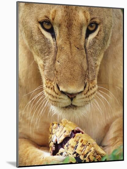 Lioness Eating a Turtle-Joe McDonald-Mounted Photographic Print