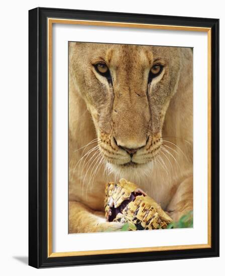 Lioness Eating a Turtle-Joe McDonald-Framed Photographic Print