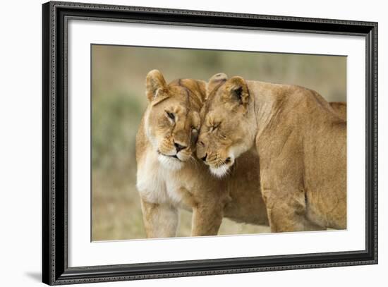 Lioness Greeting-null-Framed Photographic Print