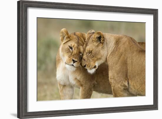 Lioness Greeting-null-Framed Photographic Print