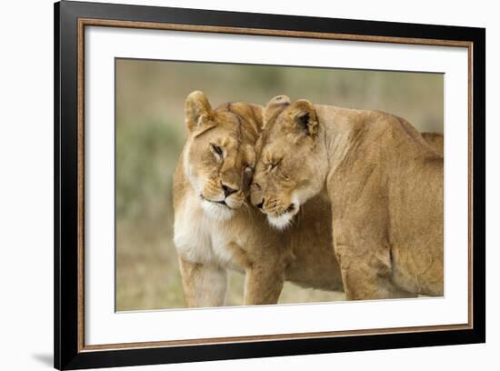 Lioness Greeting-null-Framed Photographic Print