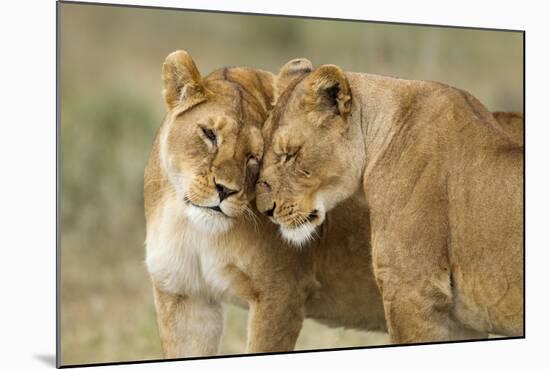 Lioness Greeting-null-Mounted Photographic Print