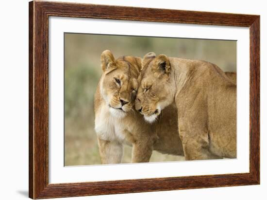 Lioness Greeting-null-Framed Photographic Print