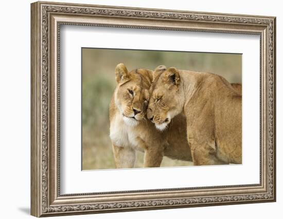 Lioness Greeting-null-Framed Photographic Print