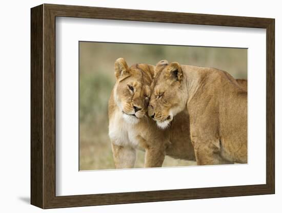 Lioness Greeting-null-Framed Photographic Print