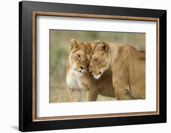 Lioness Greeting-null-Framed Photographic Print