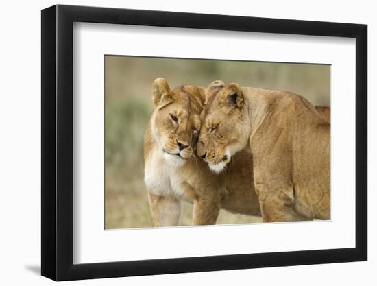 Lioness Greeting-null-Framed Photographic Print