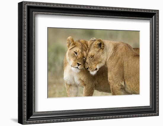 Lioness Greeting-null-Framed Photographic Print