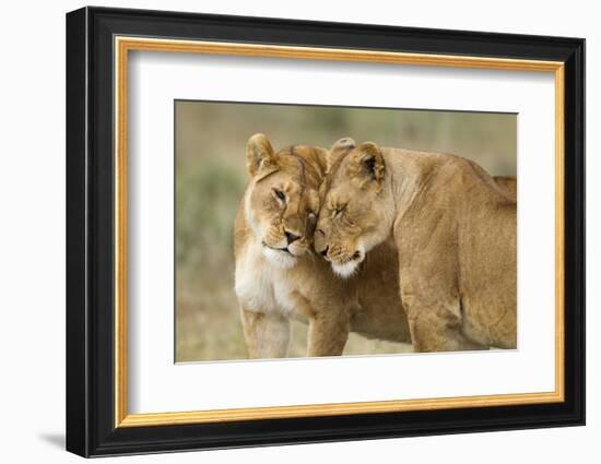 Lioness Greeting-null-Framed Photographic Print