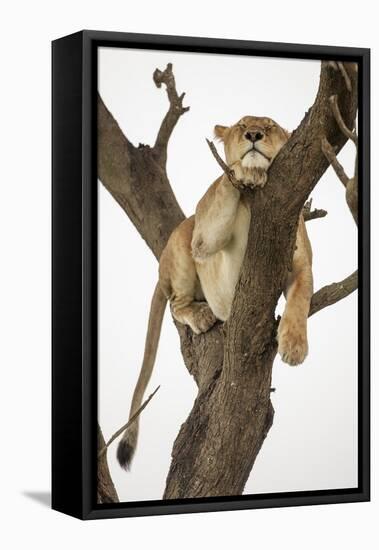 Lioness in a Tree-null-Framed Premier Image Canvas