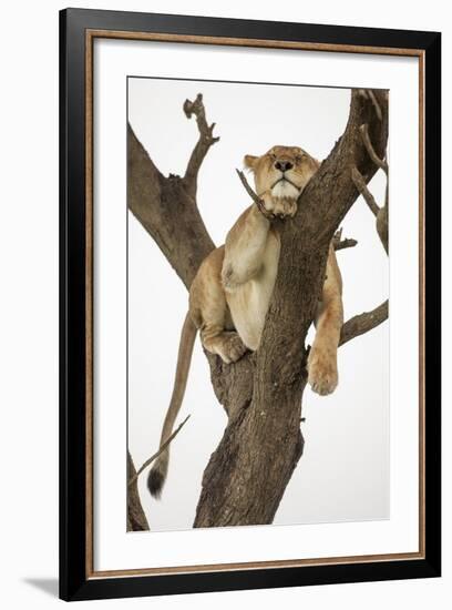 Lioness in a Tree-null-Framed Photographic Print