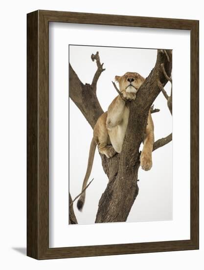 Lioness in a Tree-null-Framed Photographic Print