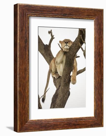 Lioness in a Tree-null-Framed Photographic Print