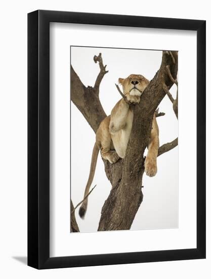 Lioness in a Tree-null-Framed Photographic Print