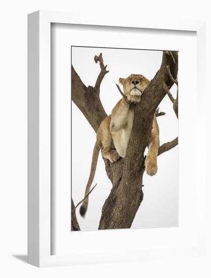 Lioness in a Tree-null-Framed Photographic Print