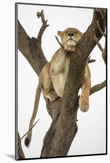 Lioness in a Tree-null-Mounted Photographic Print
