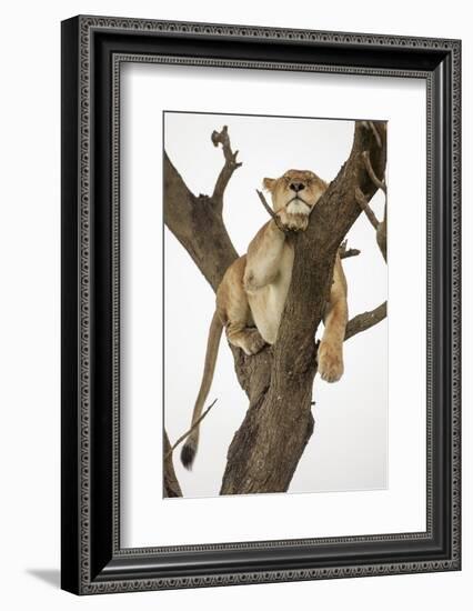 Lioness in a Tree-null-Framed Photographic Print