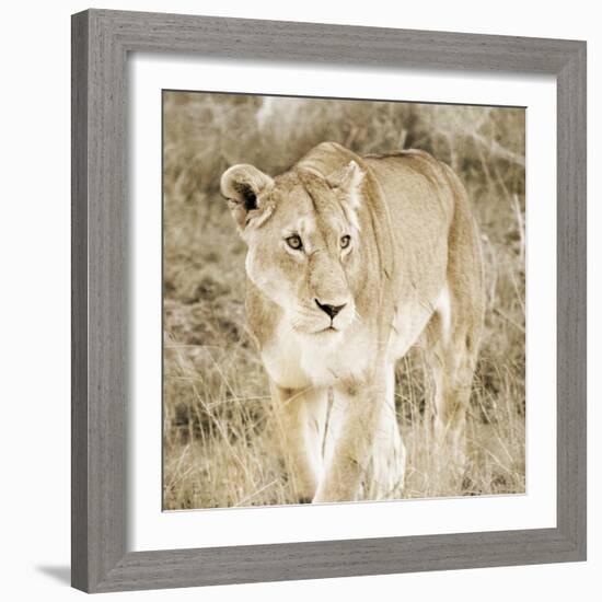 Lioness in Kenya-Susan Bryant-Framed Art Print