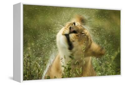 Lioness in the Rain' Photographic Print | Art.com