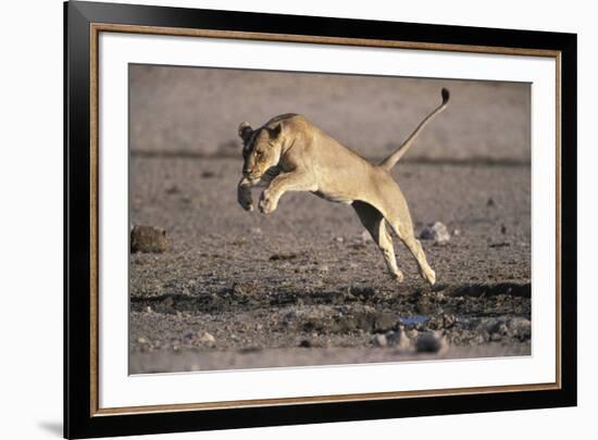 Lioness Jumping over Water (Panthera Leo) Etosha Np, Namibia-Tony Heald-Framed Photographic Print