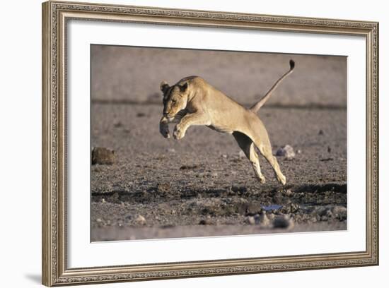 Lioness Jumping over Water (Panthera Leo) Etosha Np, Namibia-Tony Heald-Framed Photographic Print