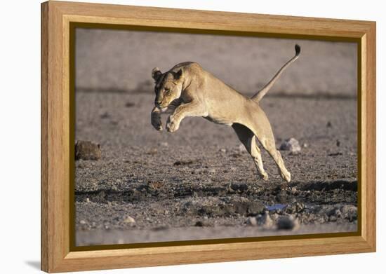 Lioness Jumping over Water (Panthera Leo) Etosha Np, Namibia-Tony Heald-Framed Premier Image Canvas