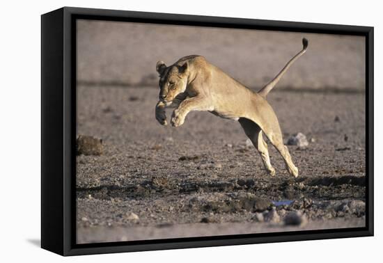 Lioness Jumping over Water (Panthera Leo) Etosha Np, Namibia-Tony Heald-Framed Premier Image Canvas