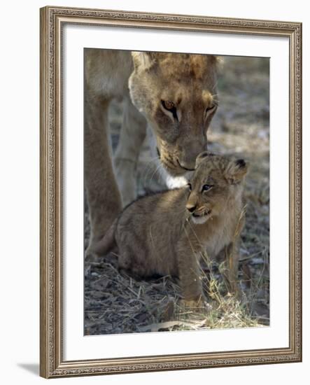 Lioness Keeps a Careful Eye on Her Cub in the Moremi Wildlife Reserve, Okavango Delta, Botswana-Nigel Pavitt-Framed Photographic Print