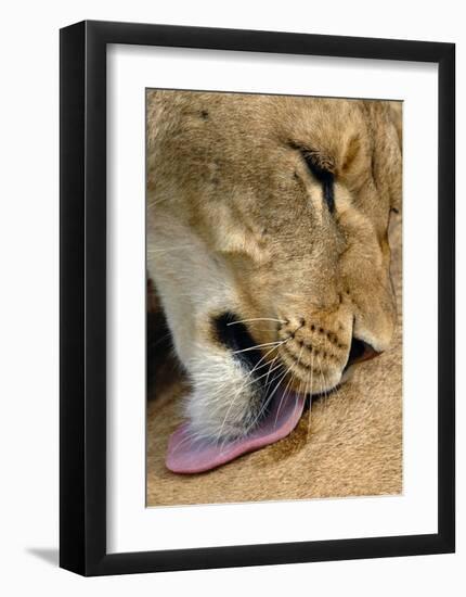 Lioness Lick-Martin Fowkes-Framed Giclee Print