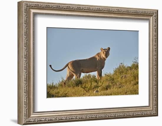 Lioness (Lion, Panthera leo), Kgalagadi Transfrontier Park, South Africa, Africa-James Hager-Framed Photographic Print