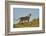 Lioness (Lion, Panthera leo), Kgalagadi Transfrontier Park, South Africa, Africa-James Hager-Framed Photographic Print