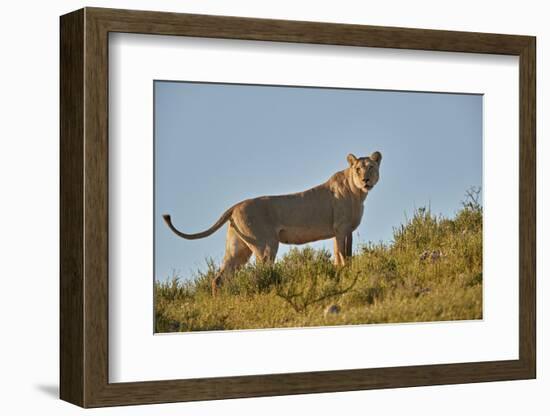 Lioness (Lion, Panthera leo), Kgalagadi Transfrontier Park, South Africa, Africa-James Hager-Framed Photographic Print