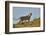 Lioness (Lion, Panthera leo), Kgalagadi Transfrontier Park, South Africa, Africa-James Hager-Framed Photographic Print