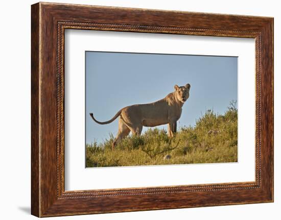 Lioness (Lion, Panthera leo), Kgalagadi Transfrontier Park, South Africa, Africa-James Hager-Framed Photographic Print