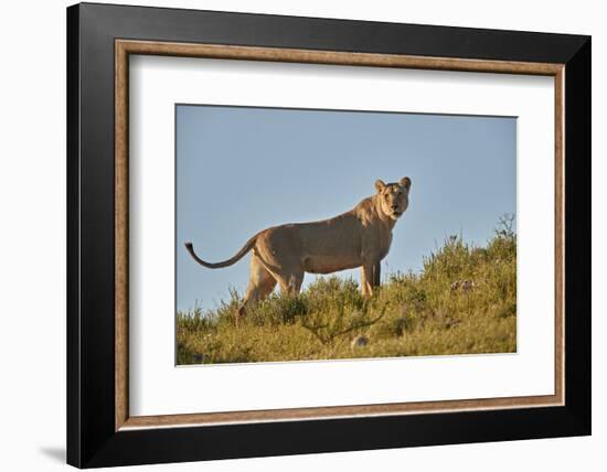 Lioness (Lion, Panthera leo), Kgalagadi Transfrontier Park, South Africa, Africa-James Hager-Framed Photographic Print