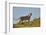 Lioness (Lion, Panthera leo), Kgalagadi Transfrontier Park, South Africa, Africa-James Hager-Framed Photographic Print