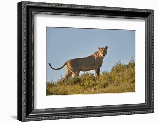 Lioness (Lion, Panthera leo), Kgalagadi Transfrontier Park, South Africa, Africa-James Hager-Framed Photographic Print