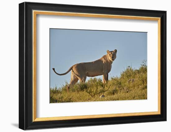 Lioness (Lion, Panthera leo), Kgalagadi Transfrontier Park, South Africa, Africa-James Hager-Framed Photographic Print