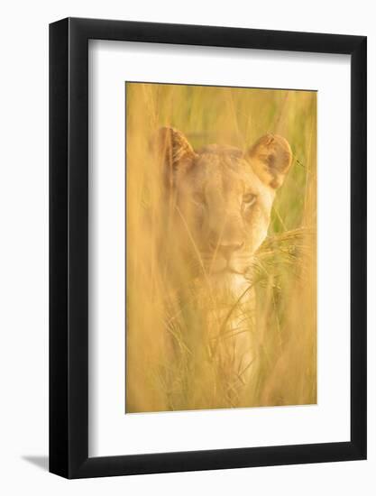 Lioness, Marataba, Marakele National Park-Ben Pipe-Framed Photographic Print