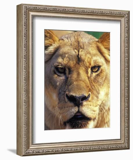 Lioness, Masai Mara Game Reserve, Kenya-Adam Jones-Framed Photographic Print